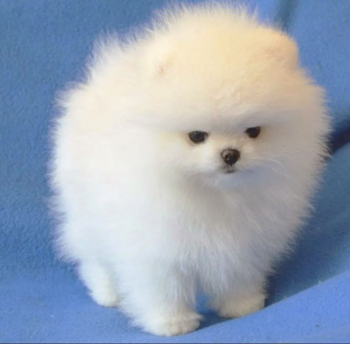 Детки крохи шпицы Девочка