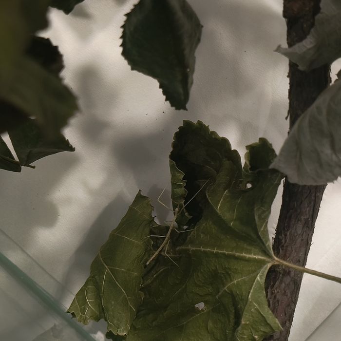 Палочники примарні БЕЗКОШТОВНО