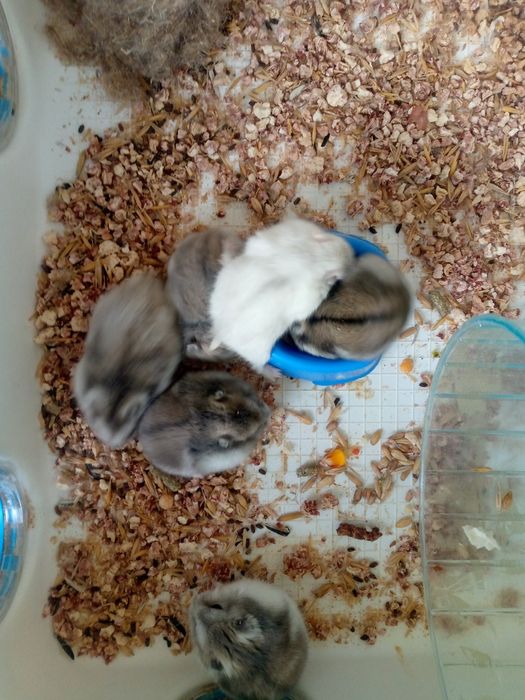 Джунгарскией хомяк