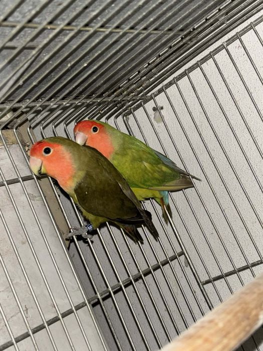 Dois casais de agapornis de 2023