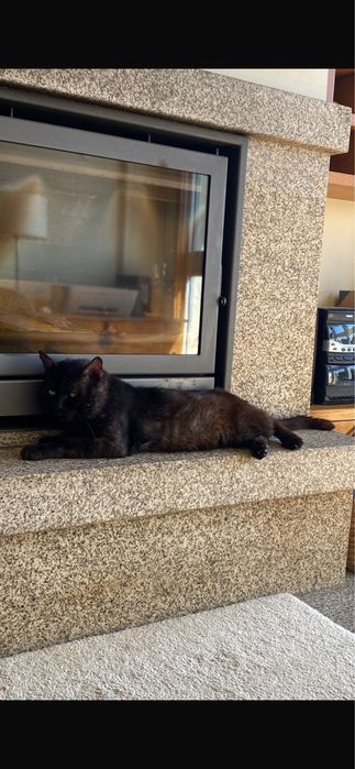 Gato para adoção responsável