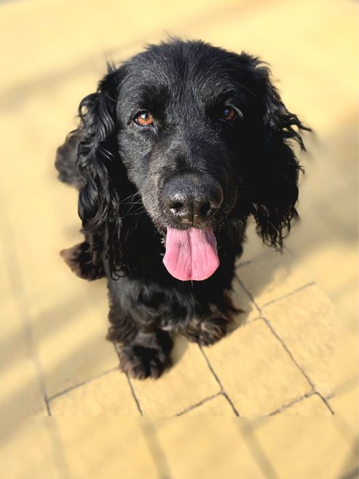 Bambo - czarny spanielek. Adopcja !