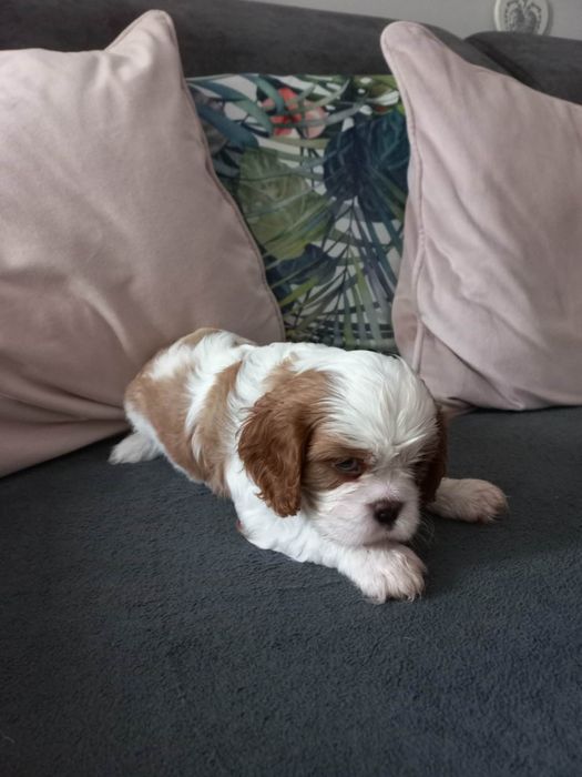 Cavalier King Charles Spaniel