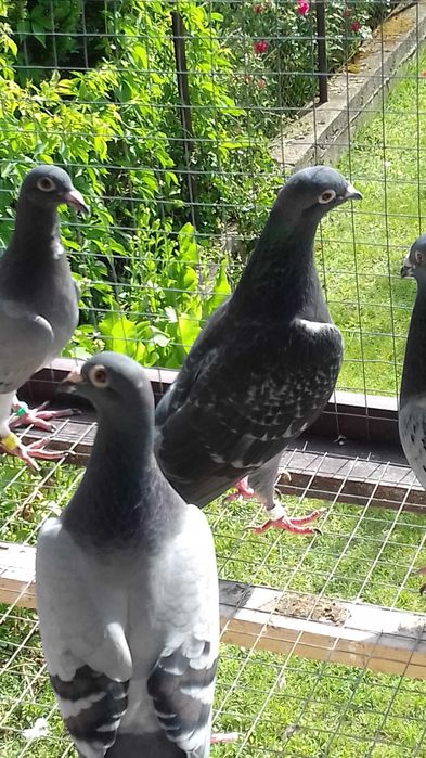 Likwidacja hodowli gołębi pocztowych