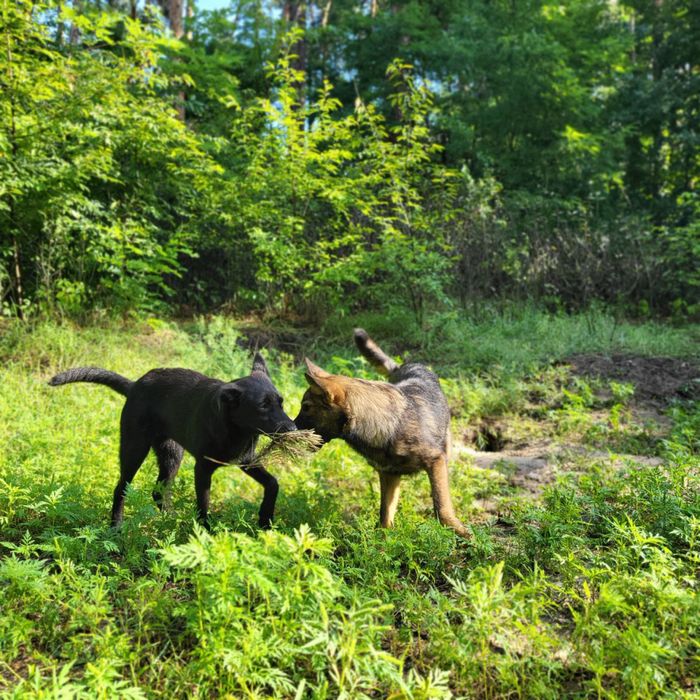 Песики 6-7 місяців