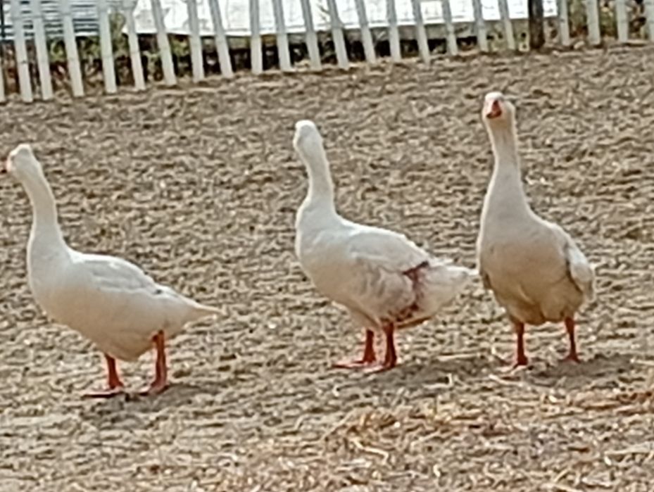 Patos gansos jovens