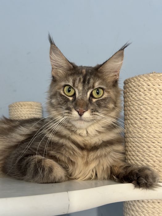 Девочка мейн кун 1.5 года в любимцы с полным пакетом документов