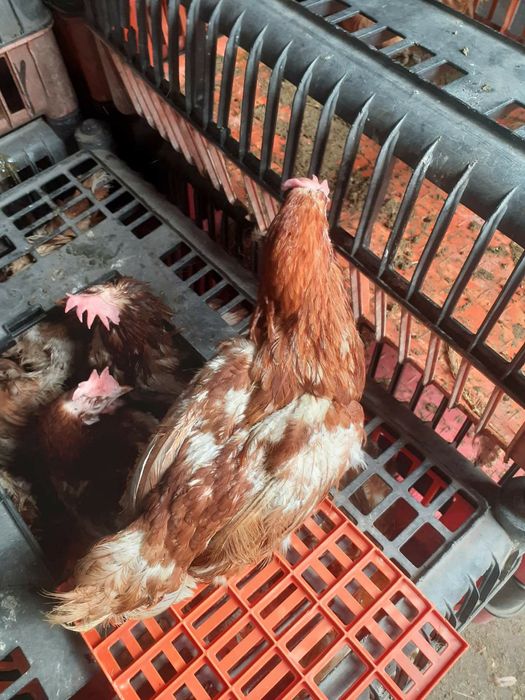 Продам кури несучки