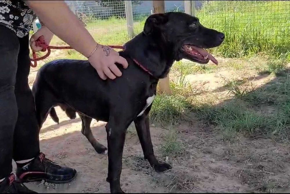 2-Letni łagodny BULI ! Przywiązany do drzewa w lesie !