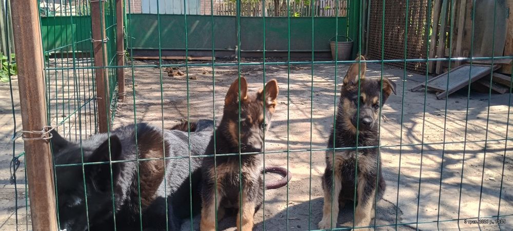 Овчарка немецкая