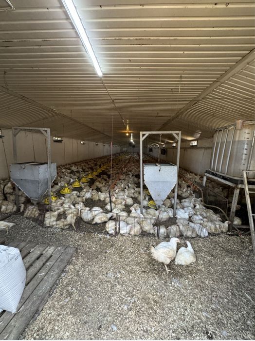 Продам помещение с. Голубовка