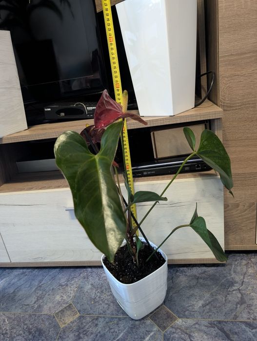 Anthurium Floriclone Tranquil