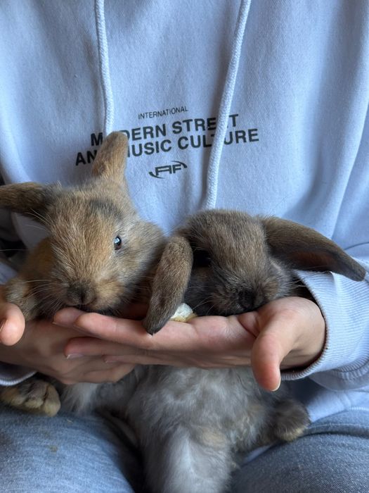 Coelhos Belier para Adoção responsável