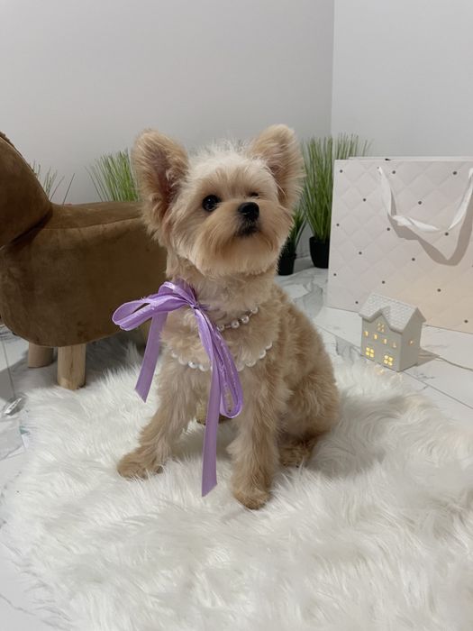 Помапу  краса, ніжність і любов в одному