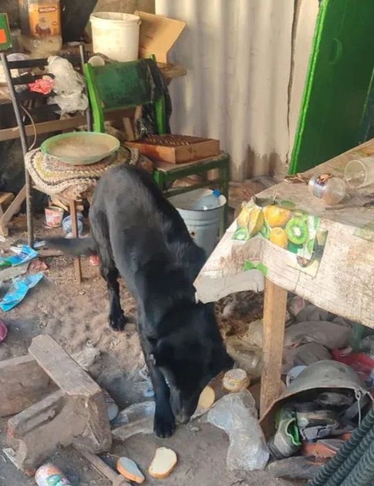 Отдам в добрые руки СРОЧНО СПАСИТЕ