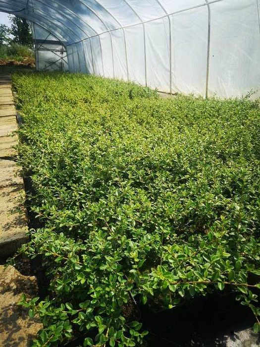 Irga dammera Coral beauty szwedzka 1000sztuk wysyłka w cenie