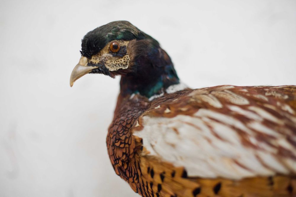 Wypchany bażant w takim sobie stanie