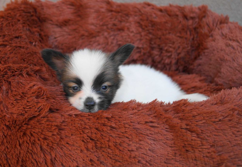 папильон мальчик