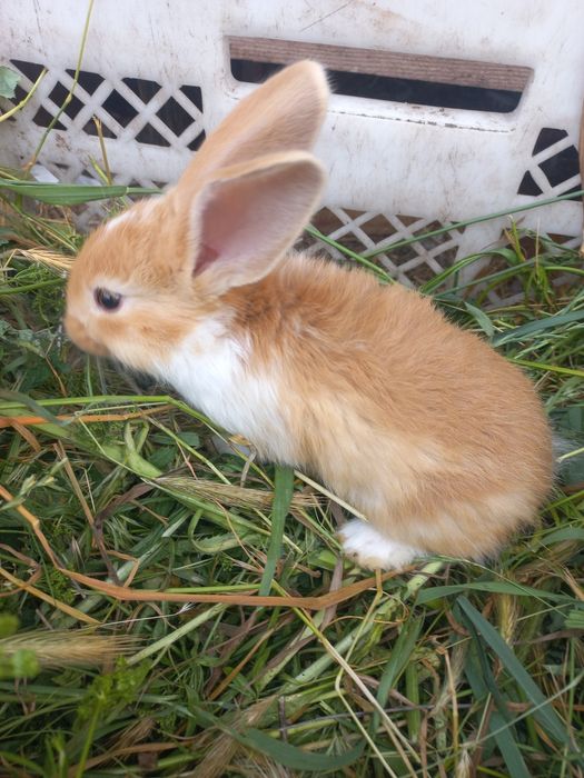 Продам кроликів,і свіжі тушки під замовлення