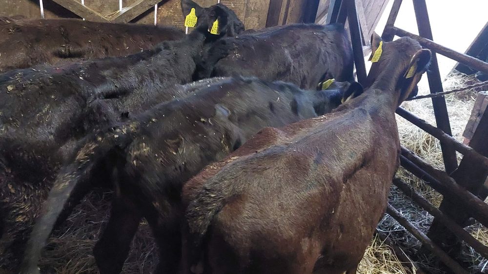 Cielaki mięsne Opasy