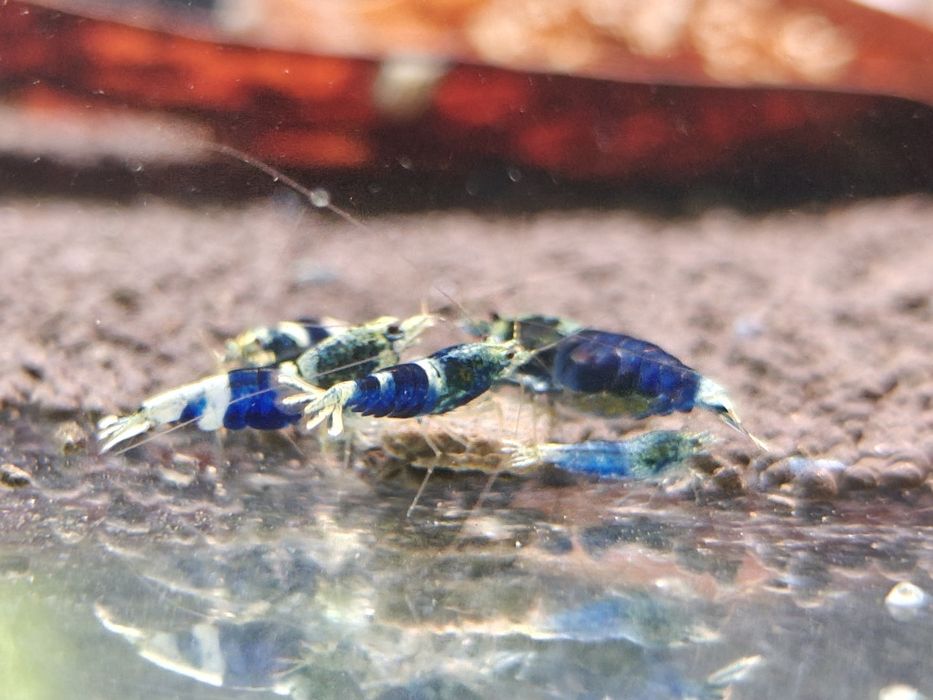 Krewetki Caridina Ocean Blue