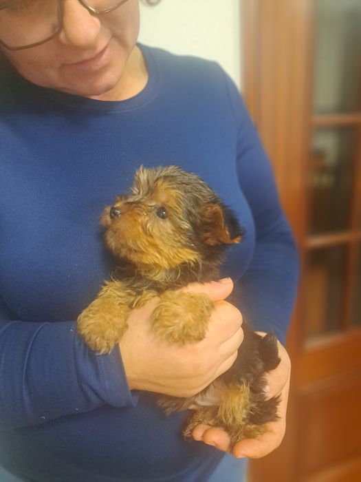 Yorkshire terrier macho