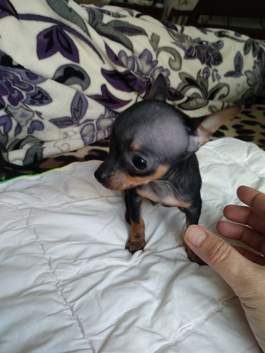 Щенки Той -терьера