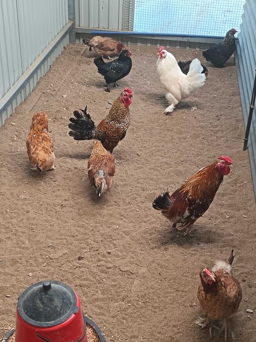 Cedo ovos de garnizas