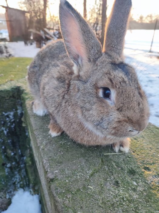 Króliki samce i samice