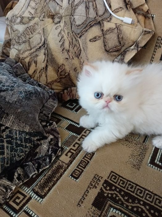 Персидские котята