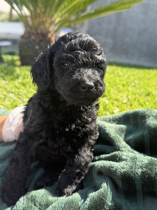 Caniche podle toy menina