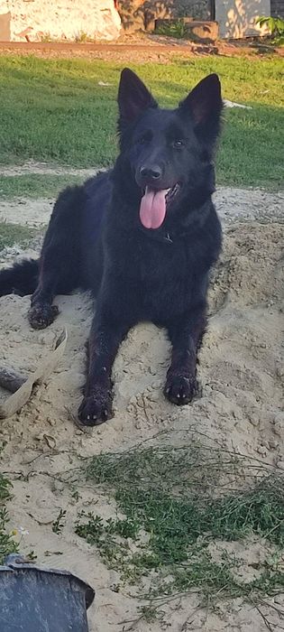 Продам цуценят німецької вівчарки