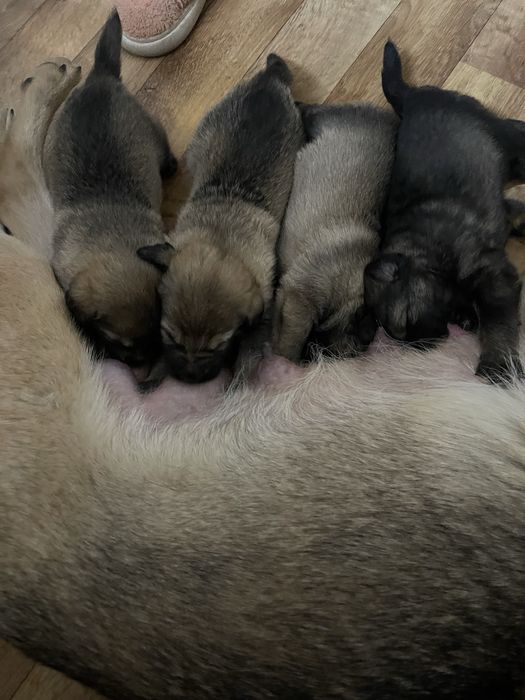 Безкоштовно цуцен