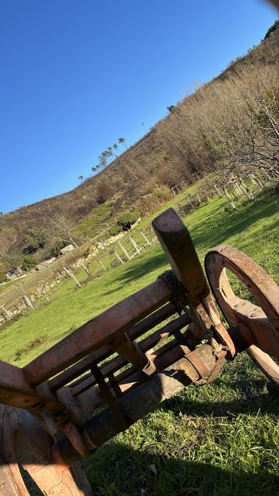 Carro de bói, reliquia antiga