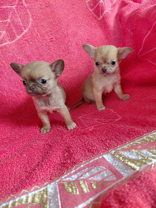 Хлопчик і дівчинка міні рижого кольору. Вік 2 місяці. Коббі типу. Бебі