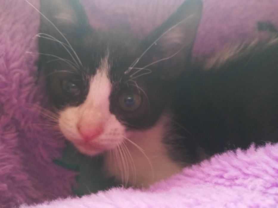Gatinhas para adopção responsável