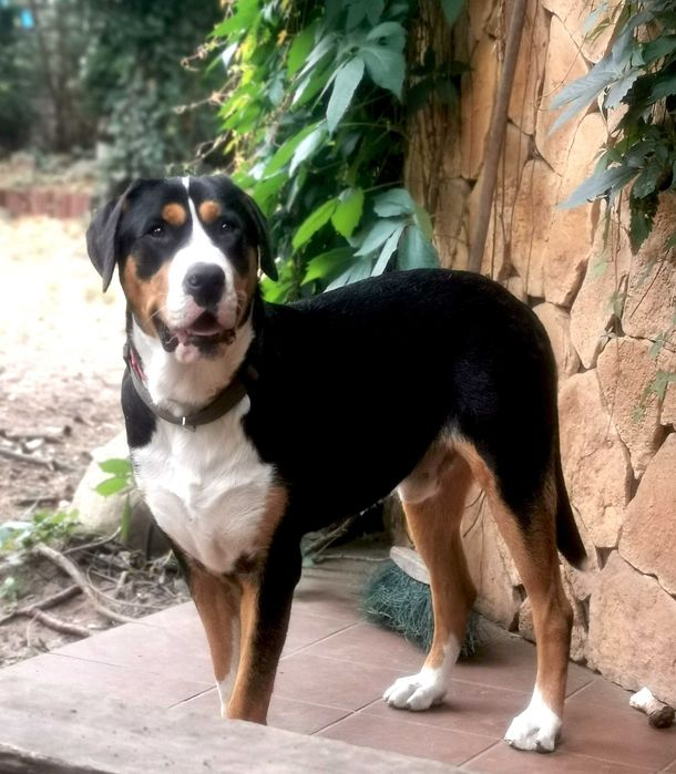 Szczeniak Duży Szwajcarski Pies Pasterski DSPP