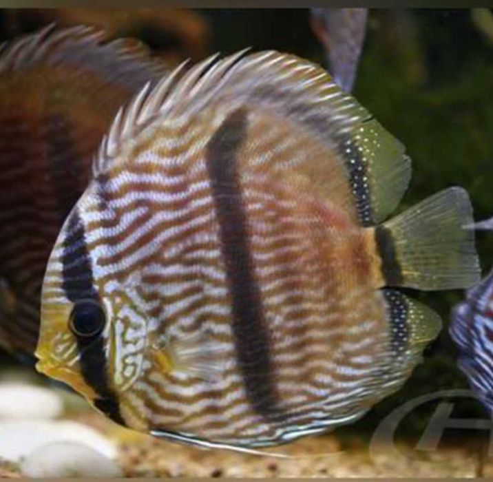 Paletki Heckel - SKALMAR Sklep Akwarysty