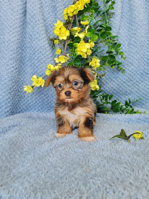 Estupenda mini Yorkshire exótica. Qualidade top