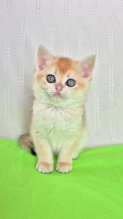 Супер котик золота шиншила