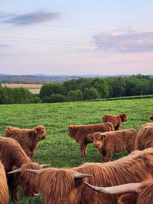 Sprzedam bydło Highland w różnym wieku