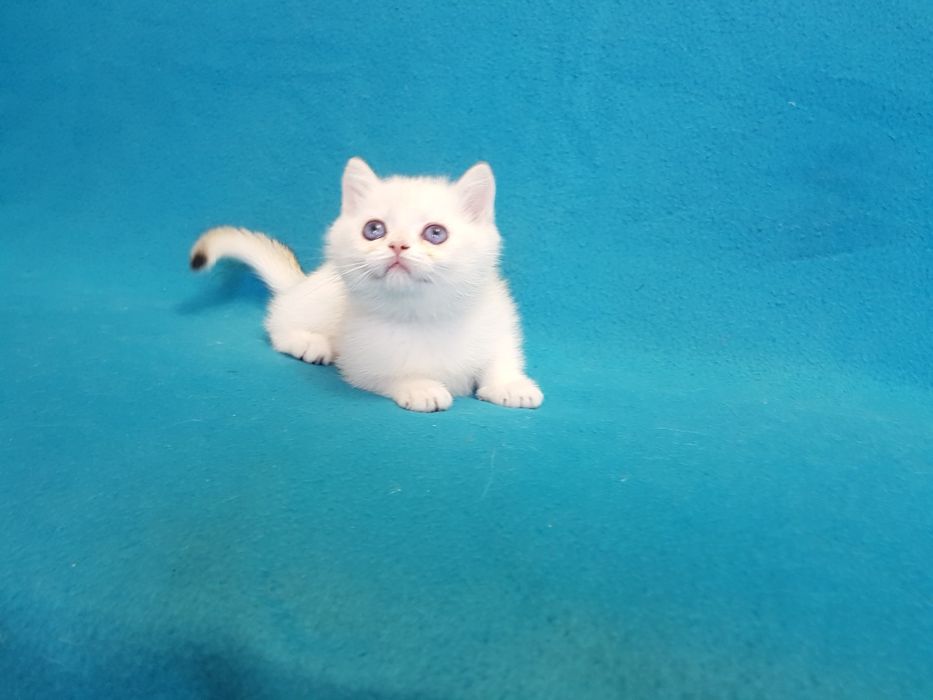 Котик окраса поинт золотой шиншиллы