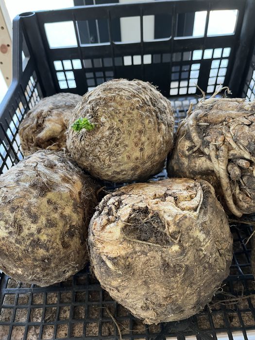 Seler prosto od rolnika