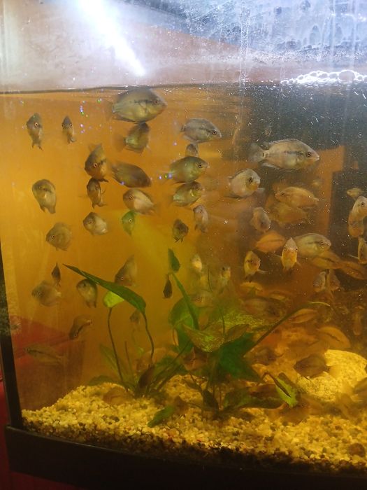 Sprzedam       rybki