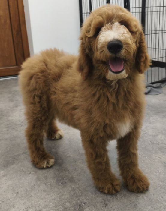 Urocza suczka pudel standart Giant.duży pudel.