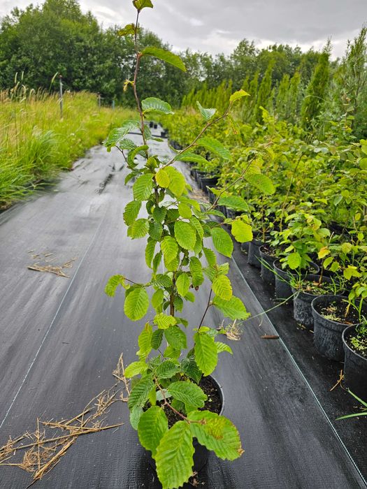 Grab pospolity 3l doniczka