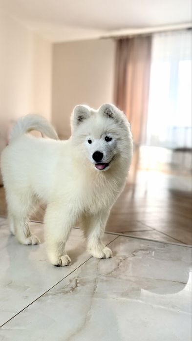 Samoyed, samojed, szczeniak po rodzicach ZKwP, FCI, Kraków