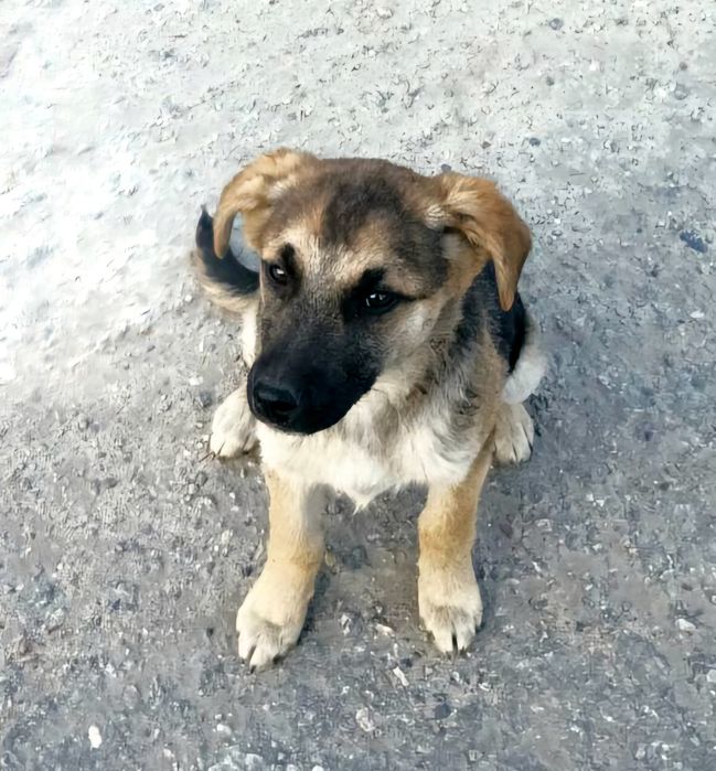 Овчаристую щенульку отдам в хорошие руки!