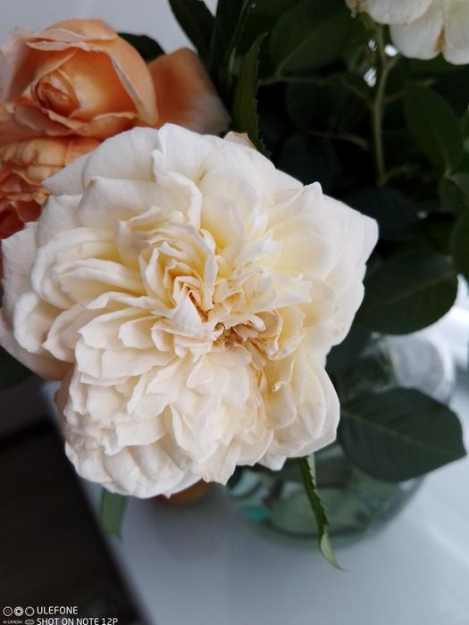 Троянда Клер Остін витка