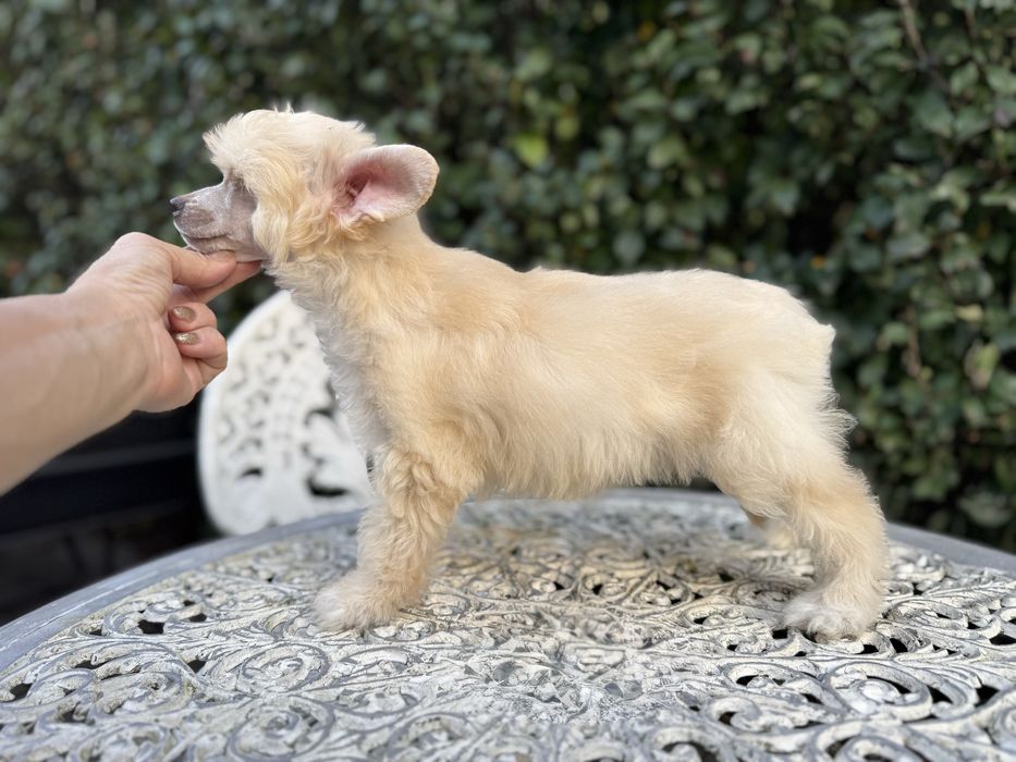 TEGAN owłosiony chiński grzywacz-powder puff Łomianki